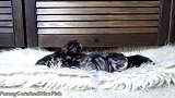 在毯子上睡觉的小奶猫，这张扬的睡姿，好逗啊！