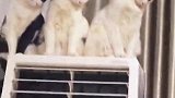 三只猫咪因为都被蓝猫欺负，就一起“冷落”排挤蓝猫！