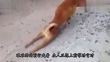 公园出现无头骆驼,诡异画面被游客镜头记录,事情的真相让人笑了