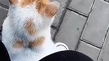 一个妹子等车时遇到坐她脚上的流浪猫，这也太蠢萌了