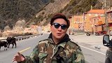 自驾西藏录到拦路的牛，我们应该怎么办呢？录制于十二月份