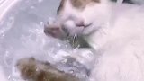 自己洗澡的猫咪