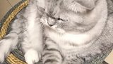 猫：别打扰我，我在发电报呢！