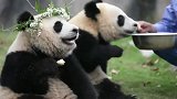 大熊猫定制的花环，可爱嘛