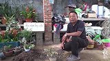还在扦插花卉？试试“全新繁殖”方法，生根快、易成活！