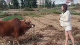 牛这娘们惹不起，还是赶紧闪！