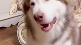 狗狗有多会撒娇