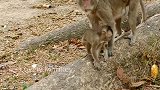 老母猴太宠爱自己的孩子，都怀孕了还整体抱着猴崽子