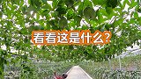 北方小伙第一次到热带水果园采摘大开眼界，看看10元一斤贵吗？