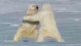 北极熊两头北极霸主争夺领地，雪白的毛发逐渐变成红色！
