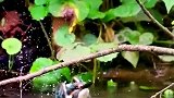 小翠鸟第一次抓鱼就失误！