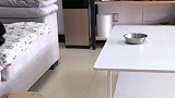 任何困难都挡不住一个吃货，这只小泰迪为了吃饭，竟然这样做！