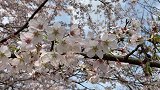 不远万里来贵州平坝万亩樱花园，看过后觉得太值了，深度游分享