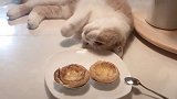 小猫咪为了吃蛋挞，使出了各种小花招，变换各种姿势