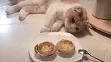 小猫咪为了吃蛋挞，使出了各种小花招，变换各种姿势