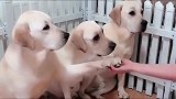 主人伸出手来，三只拉布拉多犬同时和他握手，默契十足