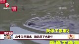 贵州瓮安：水牛失足落水 消防员下水赶牛