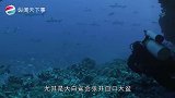 为什么鲨鱼不主动攻击海豚，也不吃海豚呢鲨鱼表示有苦说不出