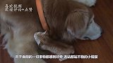 站都站不稳的小橘猫，跑来撩大狗：我可爱吗？下一秒憋住别笑
