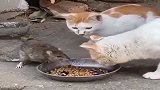 两只猫咪吃饭，一只大耗子来蹭饭，公猫：你点外卖了