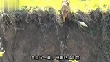 母狮为救悬崖上的小狮子，朝悬崖纵身一跃！下一秒请憋住