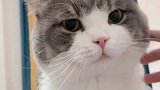 这猫半夜蹦迪把牙磕断了