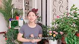 解答养花新手最头疼的四大难题，干尖落叶掉花苞一次性解决