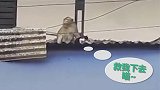 不要太皮！泰国一猴子绑架小猫后将其掳走 至今仍未归来