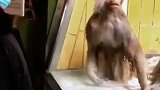男子去动物园看猴，结果把猴看生气了