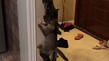 猫：兄弟你别下来，你不能怂！