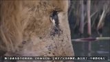 狮王的结局：身患重病，独自离开兄弟，了结此生