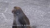 一只奇怪的猴子蹲在石头边，不停地抽泣，镜头记录全过程