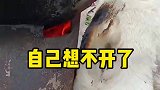 一开始还以为谁烤羊肉串呢，原来是羊羔子自己想不开