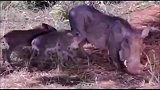 小疣猪被豹子追跑散了，开始了找妈妈的历程