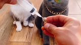 见过人晕针，真没有见过猫也晕针的萌宠成精了 训猫日常