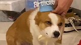 主人给狗子过生日