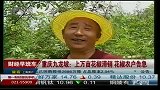 重庆九龙坡：上万亩花椒滞销 花椒农户告急