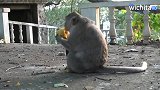 母猴刚生下宝宝，饥饿的母猴大口大口地吃着芒果！