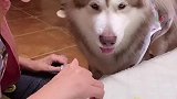 养一只会说话会撒娇的狗狗