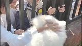 萨摩耶来到校园，学生们给予了巨多的宠爱