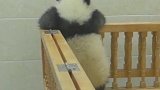 国宝太可爱了，这么高也能翻下去，摔下去会怎样？
