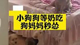 小狗狗们等奶吃，狗妈妈秒怂