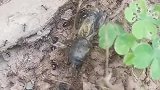 人心齐泰山移蚂蚁也一样