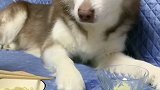 狗子吃饭也要仪式感
