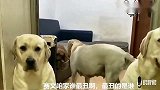 赛文夸赞老大漂亮，说泰迪长得丑，结果赛文寡不敌众被吓跑，逗