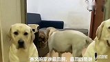 赛文夸赞老大漂亮，说泰迪长得丑，结果赛文寡不敌众被吓跑，逗