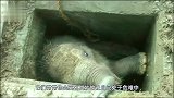 挖机正在施工，突然地下传出阵阵“咆哮”！挖开后吓坏众人