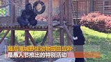 常州淹城动物园回应“真人扮猩猩”：愚人节活动