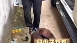 男子偷翻别人车被狗子发现当场认怂，马犬：让我咬一口，就一口