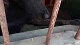 狗子不爱吃蔬菜，和主人耍心机惨遭被发现
